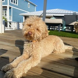 Meet your Posher, Summer